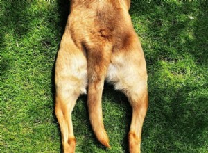 Why Dogs Sploot: Veterinary Insights into the Adorable Canine Pose