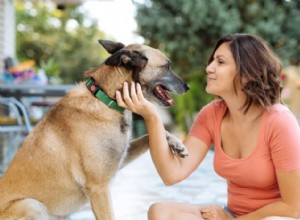 How to Pronounce 12 Popular Dog Breeds Accurately