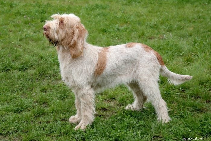 12の人気のある犬種を正確に発音する方法 