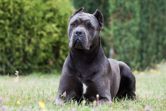12の人気のある犬種を正確に発音する方法 