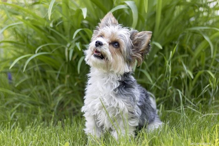 12の人気のある犬種を正確に発音する方法 