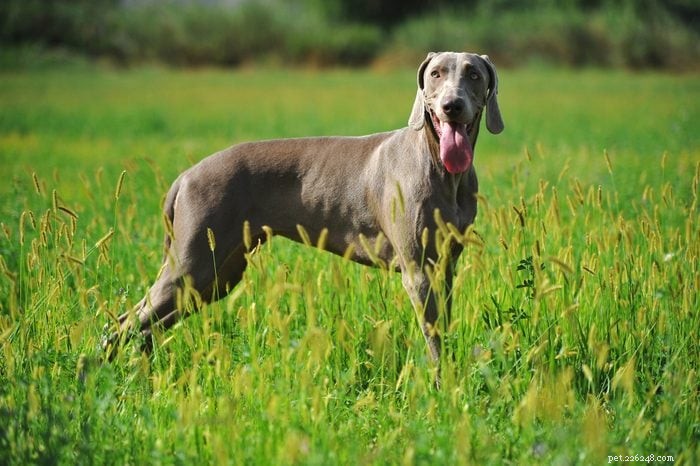 12の人気のある犬種を正確に発音する方法 