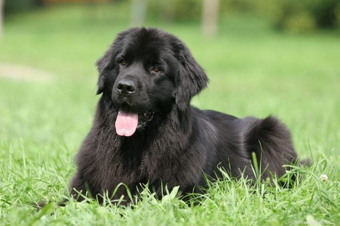 12の人気のある犬種を正確に発音する方法 