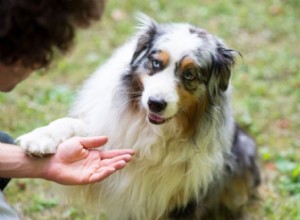Decoding Canine Behavior: Why Your Dog Places Its Paw on You