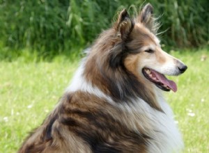 12 Long‑Nosed Dog Breeds That Captivate Every Audience