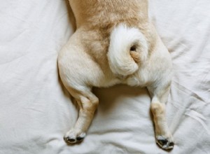 13 Irresistibly Cute Dogs With Curly Tails