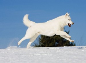 20 Stunning White Dog Breeds & Tips for Maintaining Their Pristine Coats