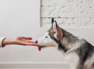 Decoding Dog Licking: 4 Expert-Backed Reasons Behind Their Affectionate Licks