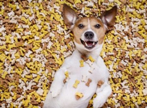America’s Most Spoiled Dog Breeds Revealed
