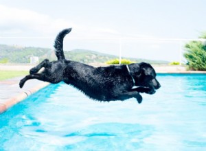 Can Every Dog Swim? Essential Tips for Safe Water Adventures with Your Dog