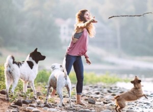 Why Fetching Sticks Can Harm Your Dog: The Hidden Risks