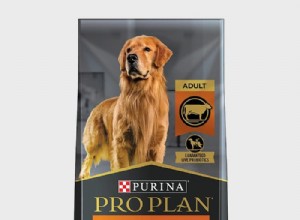 Top 8 Probiotic Dog Foods & Treats for Better Digestion – Vet‑Approved Picks