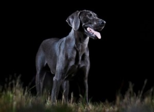 How Well Do Dogs See in the Dark? Understanding Canine Night Vision