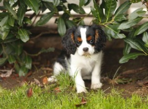 Why Do Dogs Eat Grass? 7 Key Reasons and Proven Ways to Stop the Habit