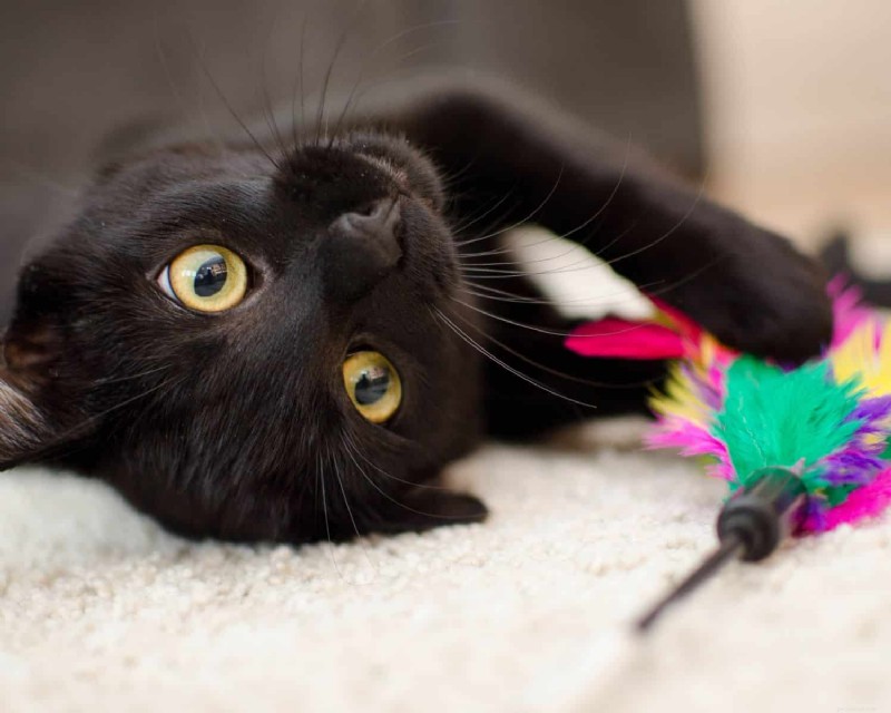 Cat Enrichment 101:Verbetering van het fysieke, mentale en emotionele welzijn 