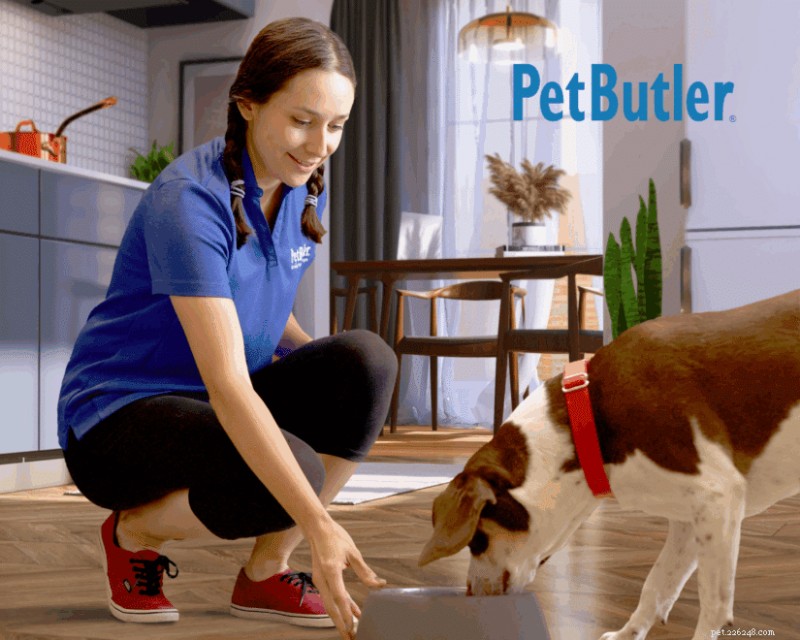 Budgetera för din nya hund:väsentliga kostnader och hur man planerar 