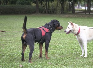 Hjärtvärmande första möte med Border Collie-syskon:A Gentle Big Brother Moment 
