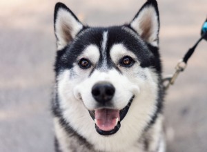 När en husky vägrar lämna morföräldrars hus – en rolig men ändå insiktsfull titt på hundfäste 