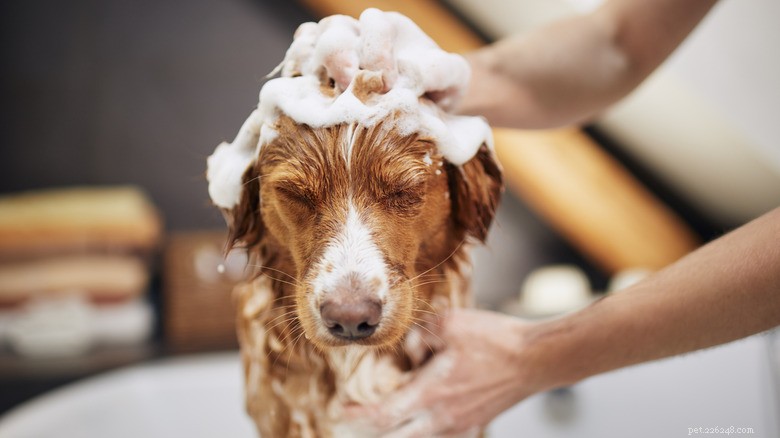Het hilarische zijoog van Boxer Poppy tijdens het baden:wat het onthult over hondengedrag 