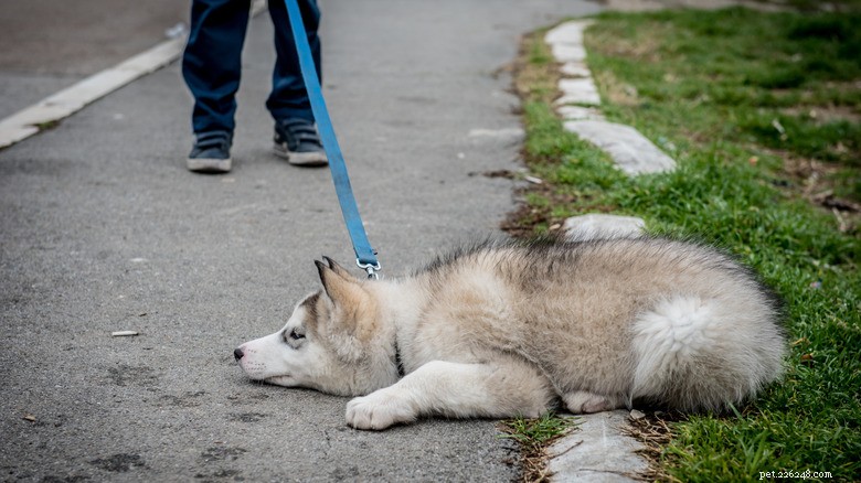 Když se husky vrhne na „Ne“:Vysvětlena veselá chvíle TikTok