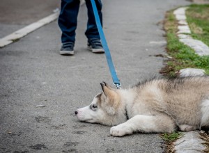 När en husky vittlar om  nej :ett lustigt TikTok-ögonblick förklarat 