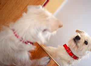Goldendoodle Puppy Ivy는 자신의 반성을 발견합니다:진심 어린 이정표 