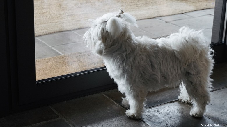 Denní pozdrav Shih Tzu pro svého bratra:Potěšující projev loajality 