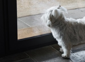 Shih Tzu’s Daily Greeting for His Brother:A Heartwarming Display of Loyalty 