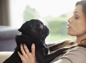 Belgický malinois dostává potěšující Pep Talk poté, co překonal strach z vlajky 