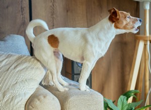 Tiny Chihuahua patrullerar bakgården som en ny sheriff – varför små hundar gör fantastiska vakthundar 