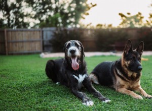 Från aggression till tillgivenhet:Hur en tuff hunds förvandling återställde en fosterfamilj 