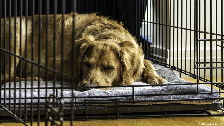 Foster Dog Orca의 Viral Cry는 상자 편안함의 중요성과 영원한 집에 대한 희망을 강조합니다. 