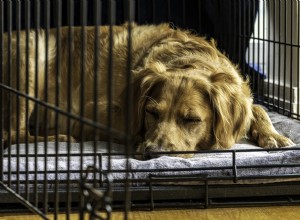 Foster Dog Orcas Viral Cry framhäver vikten av lådakomfort och hoppet om ett evigt hem 