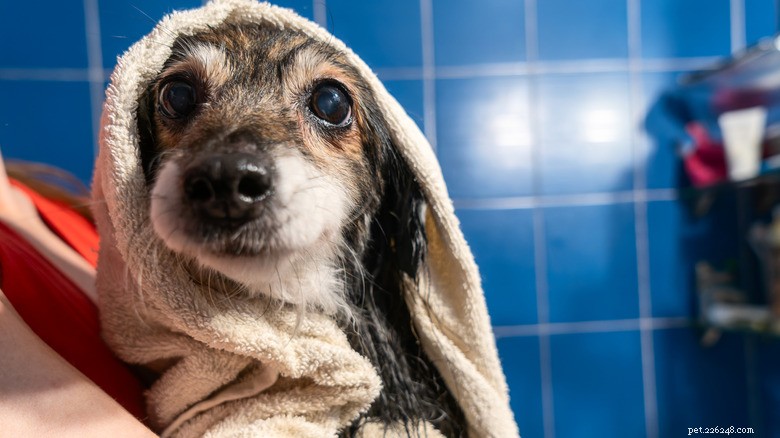 Het wilde haar van Senior Yorkie brengt ochtendvreugde (en een zachte herinnering aan de zorg voor ouderen) 