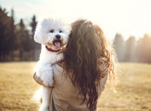 Bichon Frise의 낮잠 후  Smoosh  얼굴이 입소문을 타다:가장 귀여운 TikTok 순간 및 품종 살펴보기 