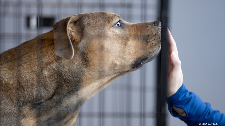 心温まる救出:ハエに侵された巨大犬がいかにして愛と新しい命を見つけたか 