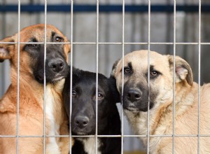 絶望から喜びへ:放棄された野球場から愛する家までの子犬の旅 