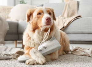 Bernedoodle Lox hraje mrtvého po přežvýkání svatebních sirek – vtipná lekce o chování domácích mazlíčků 