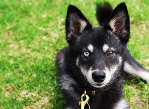 Mramorové oči American Bully:Ohromující ukázka přirozené heterochromie 