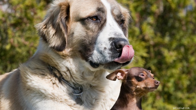 予想外のサイズの急増:保護された子犬はすべての期待を上回りました 