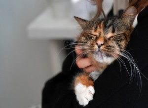 Ragdoll Kitten Lucy의 마음이 따뜻해지는 집착:고양이와 인간의 유대감을 살펴봅니다. 