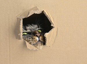 愛らしいカオス:猫のいたずらが比類のないものであることを証明する、猫の陽気な瞬間 20 選 