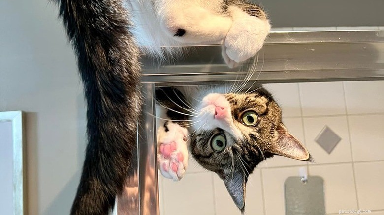 Adorabile caos:20 esilaranti momenti felini che dimostrano che la malizia felina non ha eguali 