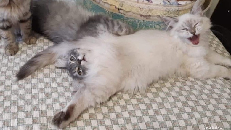 Adorabile caos:20 esilaranti momenti felini che dimostrano che la malizia felina non ha eguali 