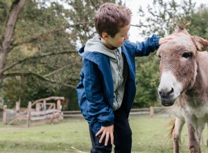 Från Stray to Spoiled:The Remarkable Rescue and Luxury Life of Alfredito, the Donkey 