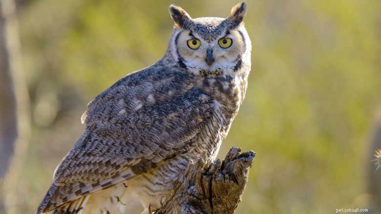 Casper the Great Horned Owl:Přirozená matka, která vychovala 500+ zachráněných sov 