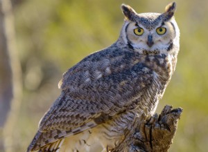 Casper the Great Horned Owl:En naturlig mamma som fostrade 500+ räddade ugglor 