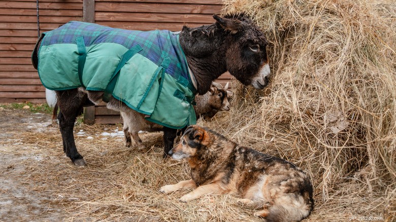 O Viral Golden Retriever-Deer Snuggle é uma verdadeira amizade? Especialistas avaliam 