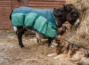 Är Viral Golden Retriever-Deer Snuggle en sann vänskap? Experter väger in 