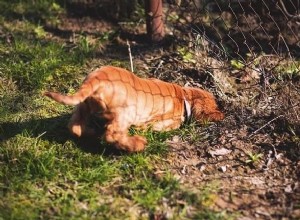 5 odborných způsobů, jak chránit květinové záhony před zvědavými psy 